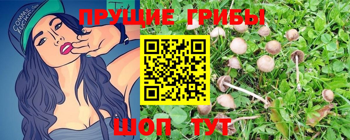 Галлюциногенные грибы Magic Shrooms  продажа наркотиков  Вход с VPN  Мичуринск  Псилоцибиновые грибы Psilocybe 